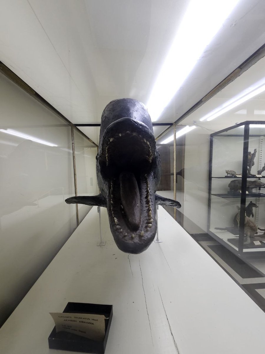 Білий лев tweet media