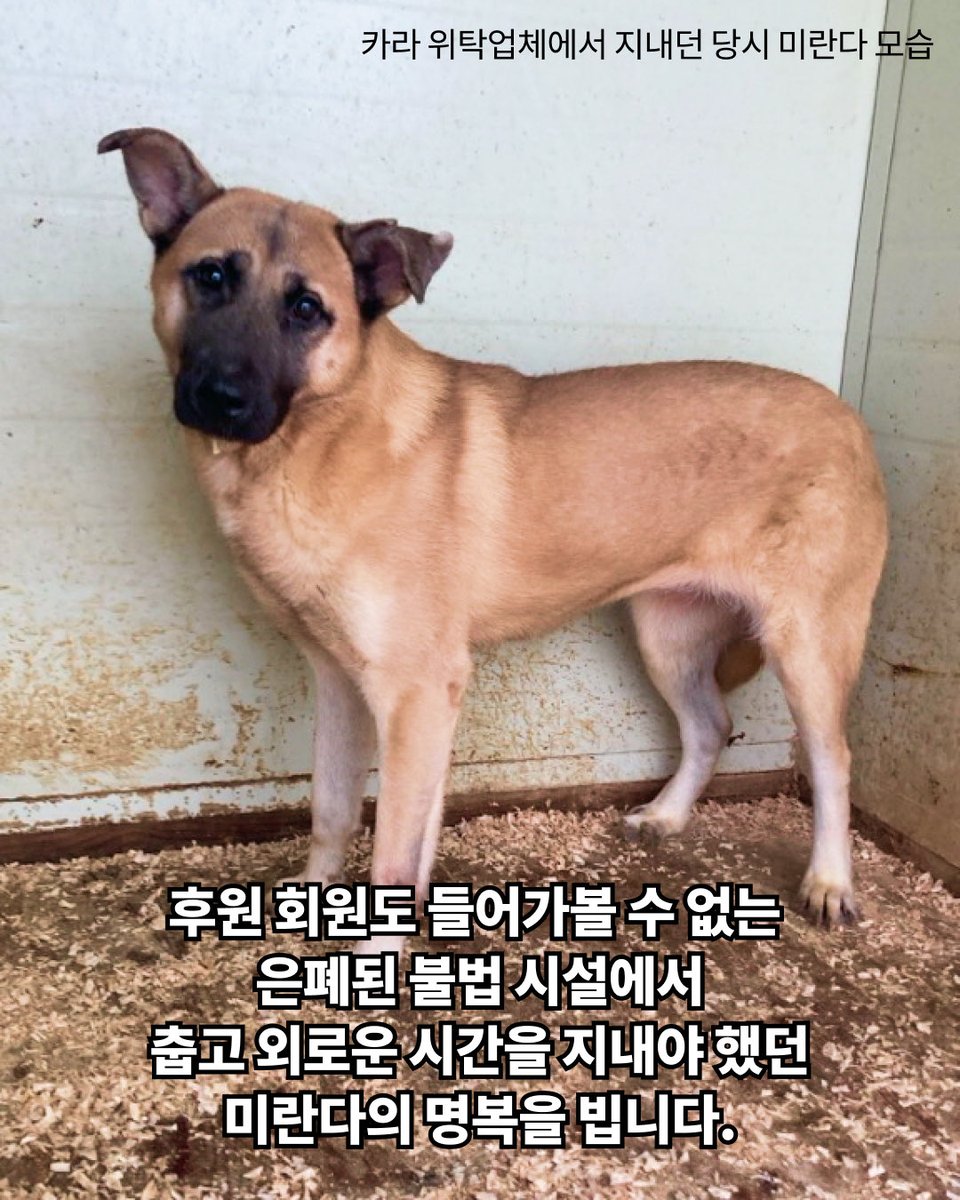 동물권행동 카라 노동조합🕯️ tweet media