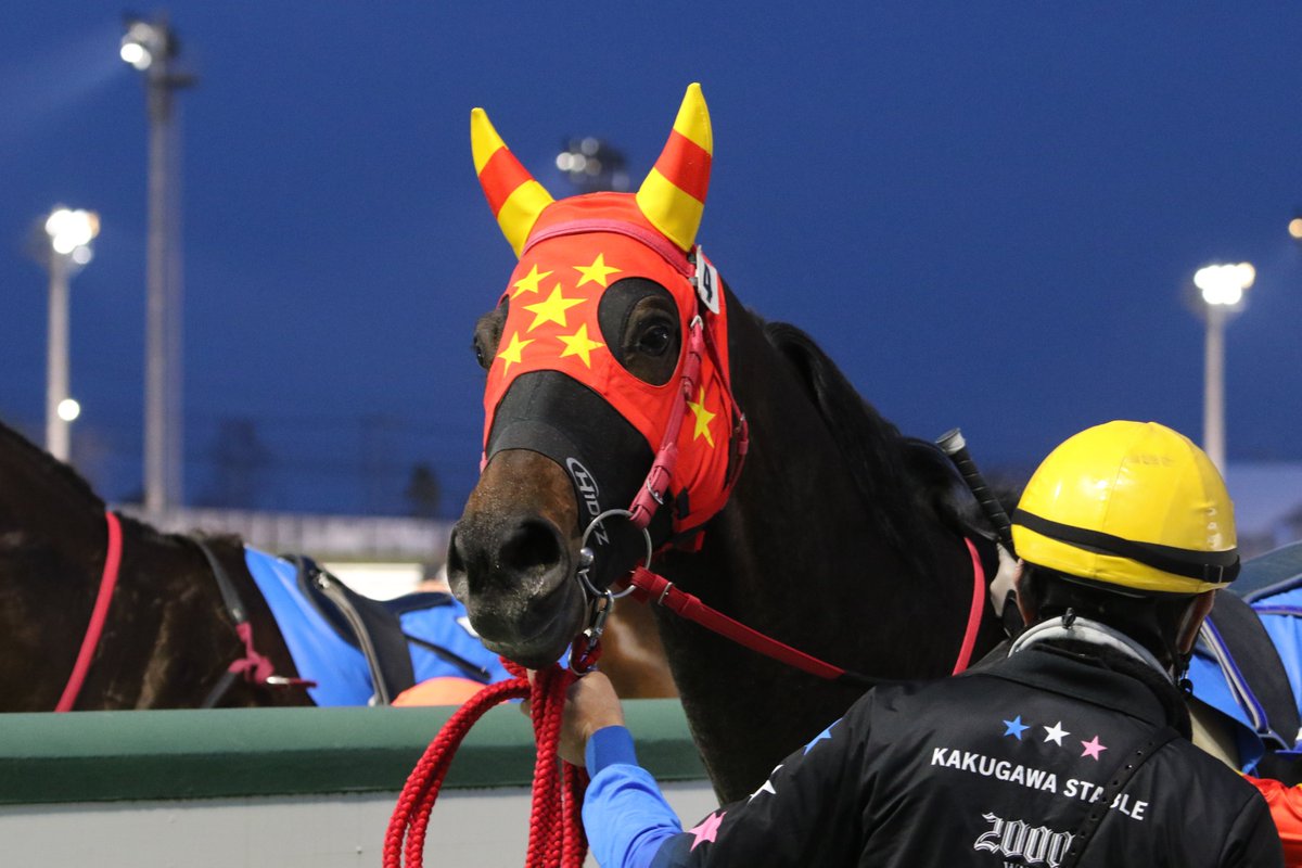 dokeiba's tweet photo. ���今年初戦V🏇】
門別8Rは今年初の古馬OP・アネモネ特別(1,800ｍ)。
単勝1.1倍の支持を集めた④#ベルピット（牡6＝角川秀樹厩舎、父パイロ、厚賀古川牧場＝日高町生産）が⑦#ニシケンボブ との叩き合いを制し、今年初戦を勝利で飾りました！
#ホッカイドウ競馬
#門別競馬場
#モンスターズ https://t.co/5X19oPeK4S