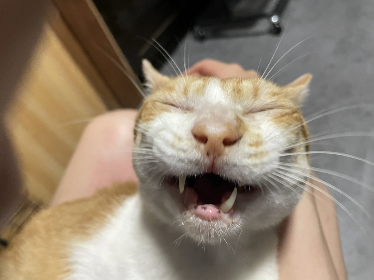 hatamamo's tweet photo. みんな今日もおつかれぃいい！
たった今チャチャくん亡くなりました！

交通事故にあってるところを拾わせて貰って、近所の病院では助からないから庭に置いておきなさいと言われた子ですが1年10ヶ月一緒にいれました！！
ご飯送ってくれた皆さんありがとうございました！！
最高の相棒でした
#保護猫 https://t.co/viaZaoOSfa