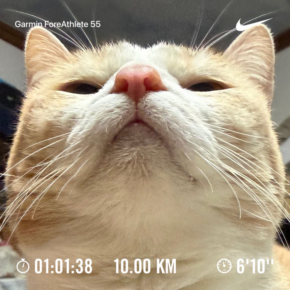 cronoszx12r's tweet image. 今日は10km走りました。
こんな角度からでもベルちゃんは可愛いです。

#NRC #justdoit
#ベルちゃん #猫
#ランニング