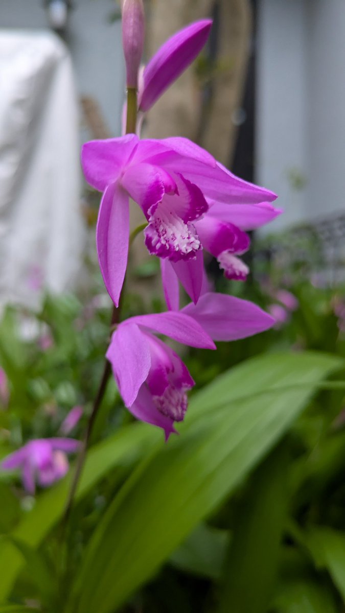 そらねこ tweet media