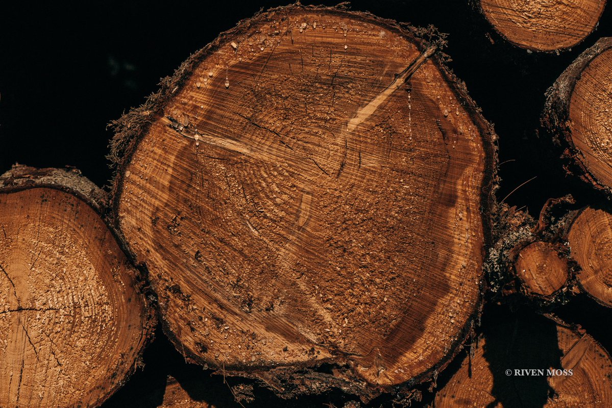RivenMoss's tweet image. Tree rings 🌲✨
#NatureBeauty #ASMR #Scandinavian #NaturePhotography #Rivenmoss #Forest #nature #texture