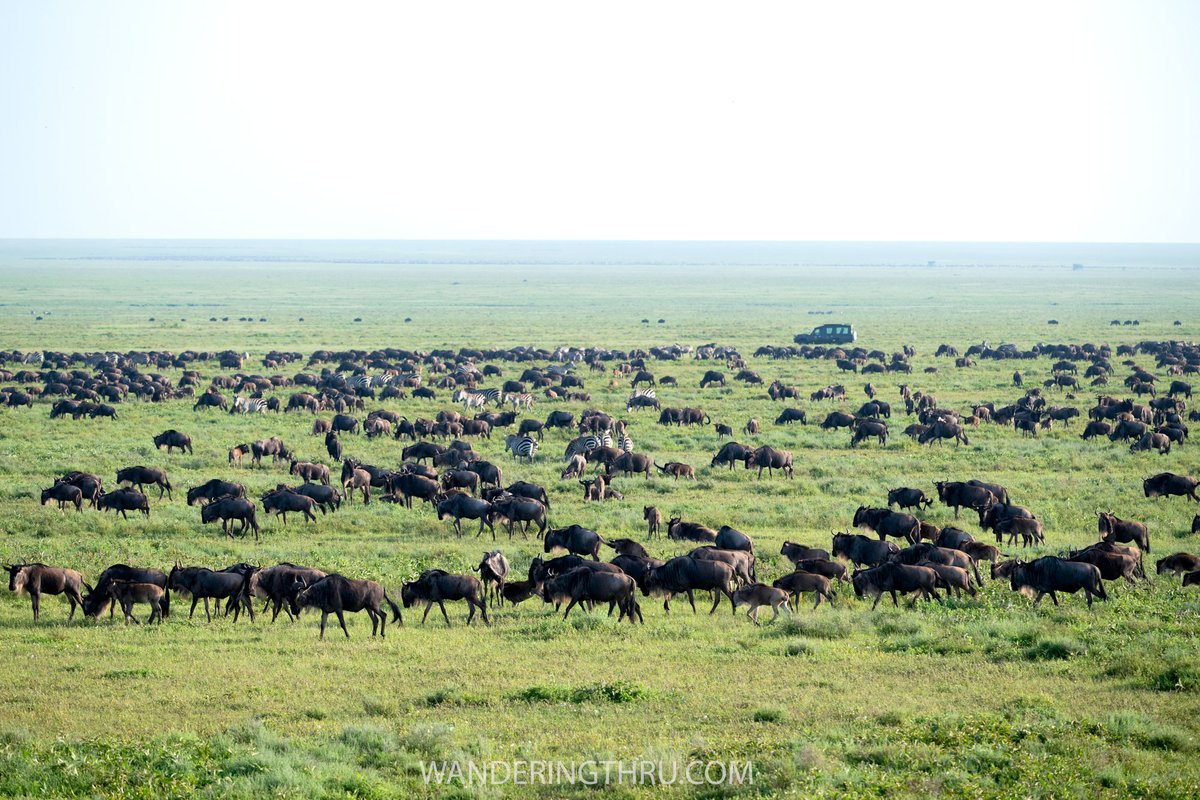 WanderingThru tweet media