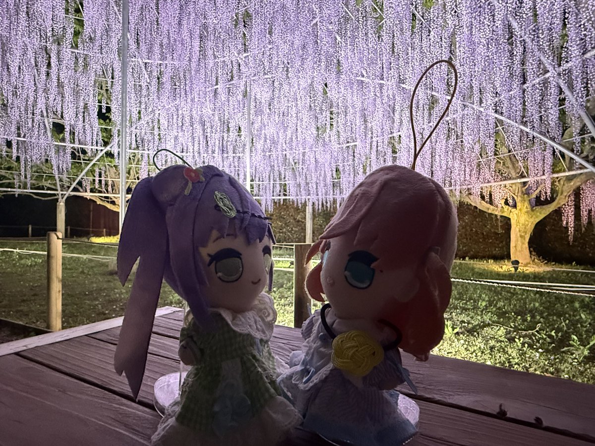 カプ・デカホ tweet media