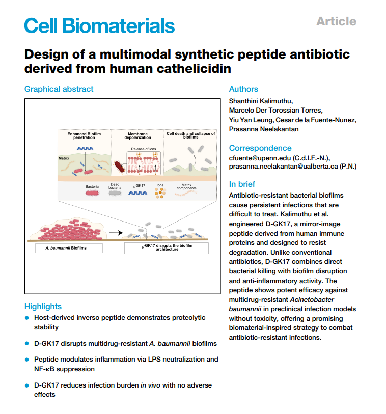delafuentelab's tweet photo. Thrilled to share our new paper in @CellBiomat and @CellPressNews.

We report D-GK17, a protease-resistant inverso peptide derived from human LL-37 with potent antimicrobial, antibiofilm, and immunomodulatory activity against multidrug-resistant Acinetobacter baumannii.

Our preclinical results suggest that D-GK17 is stable, active, and a promising candidate for combating antimicrobial resistance.

Great teamwork by Shanthini Kalimuthu, Yiu Yan Leung, @HKUniversity, @MICROLab_UofA, @UAlberta, @mdt_torres, @Penn, @PennBioeng, @PennEngineers, @PennMedicine, @PennChemistry, @CBE_Penn, @PennMicro, @PennPsych, and @PennSAS!

Link to paper: https://t.co/aZL0Y9aA8x