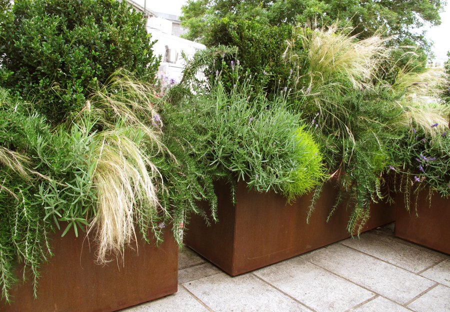 ThePeterBelton's tweet image. When Rust Looks Stunning - The Magic of Corten Steel.
 
Take a look at my favourite blog post discussing the unique benefits and stunning qualities of using Corten Steel in the garden 👇

eastofedenplants.co.uk/blog/the-uniqu…

#gardendesign #gardendesignuk #gardendesignideas