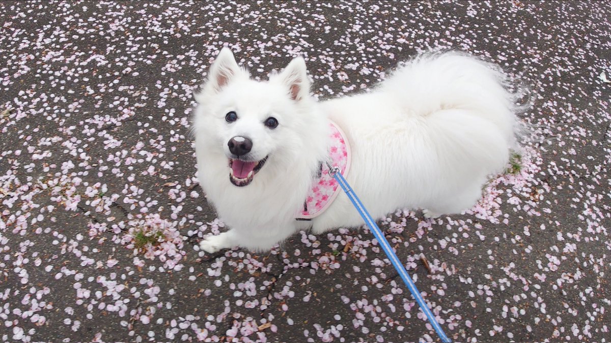 くーさんママ tweet media