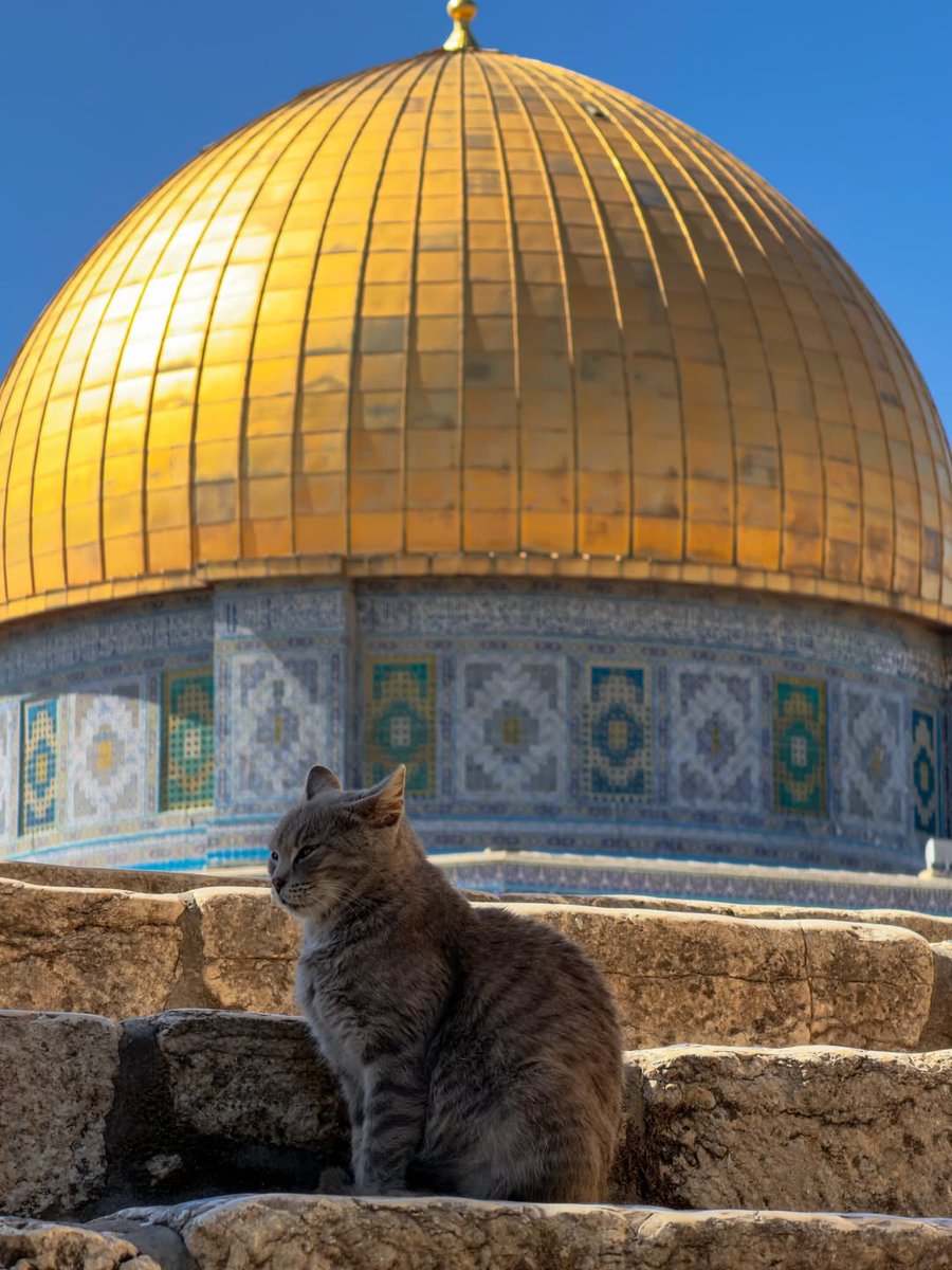 Muhammad Smiry 🇵🇸 tweet media