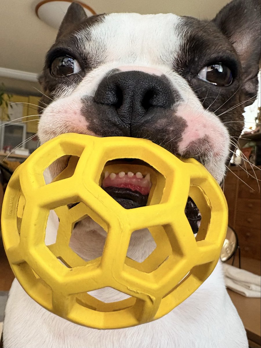 うなぎ犬 tweet media