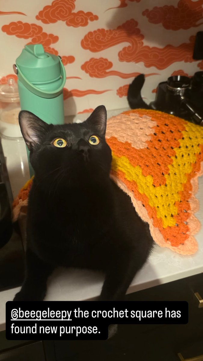 SCGWalker's tweet photo. Cable’s life changed the moment I threw this little crochet square on him. You’re witnessing a cat having a profound life moment https://t.co/orjoRHRLg4