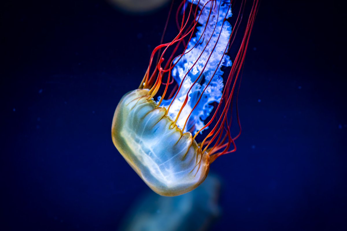 pianississiyo's tweet image. #TLをクラゲでいっぱいにしよう 

#SONY #α7lll #Jellyfish #aquarium