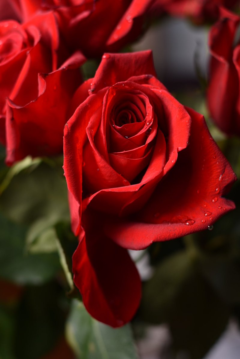 RiddellArchives's tweet image. #DailyPictureTheme #Raindrops #Roses