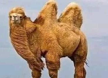 د اوښ کېنه ولې خلک د متل په ډول کاروي!؟

یو عرب کیسه کوي چې ،یوه ورځ مې د اوښانو له منځ یو اوښ ورانی وکړ ، ورته غوصه شوم  سزا مې ورکړله او سخت مې تهدید کړ، د یو څو ورځو لپاره ارام ؤ او هیڅ غلطې یې نه کوله…
پهٔ همدي ورځو کې مې ځینې ملګري خواته راغلل، چې پهٔ دوی کې یو ملګري مي
1/6