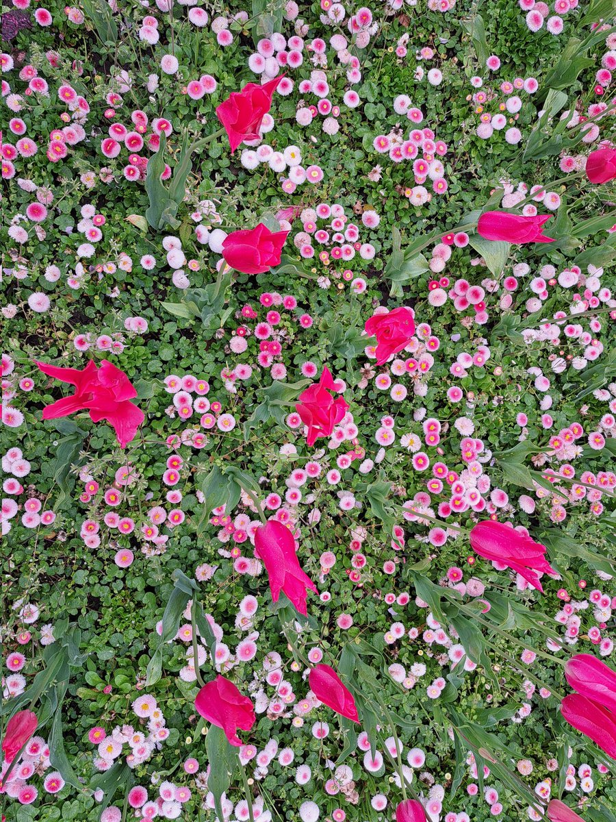 hoekzema59's tweet image. pic.day #flowerpower in #victoriapark #cardiff #wales