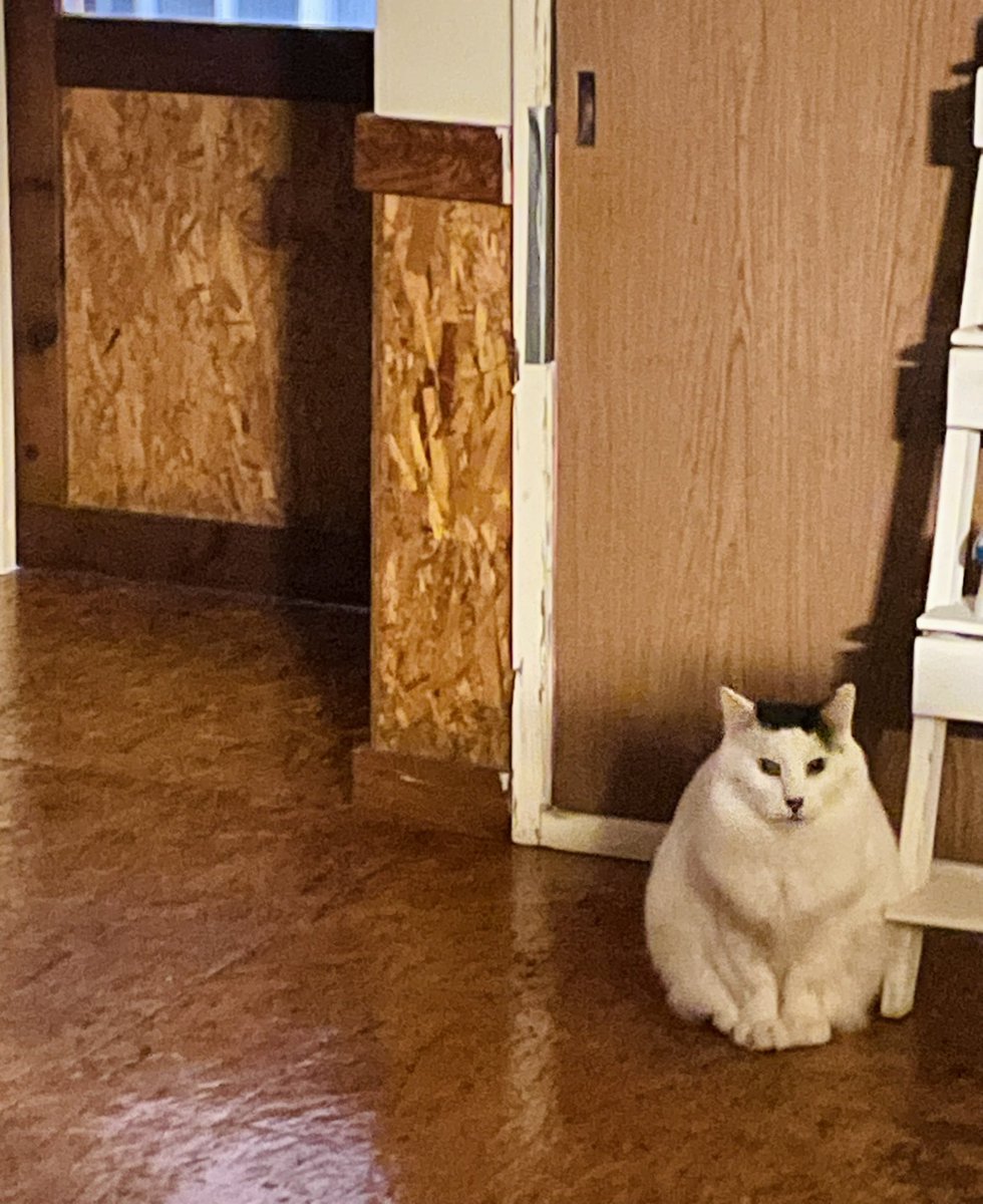 おにぎり猫 tweet media