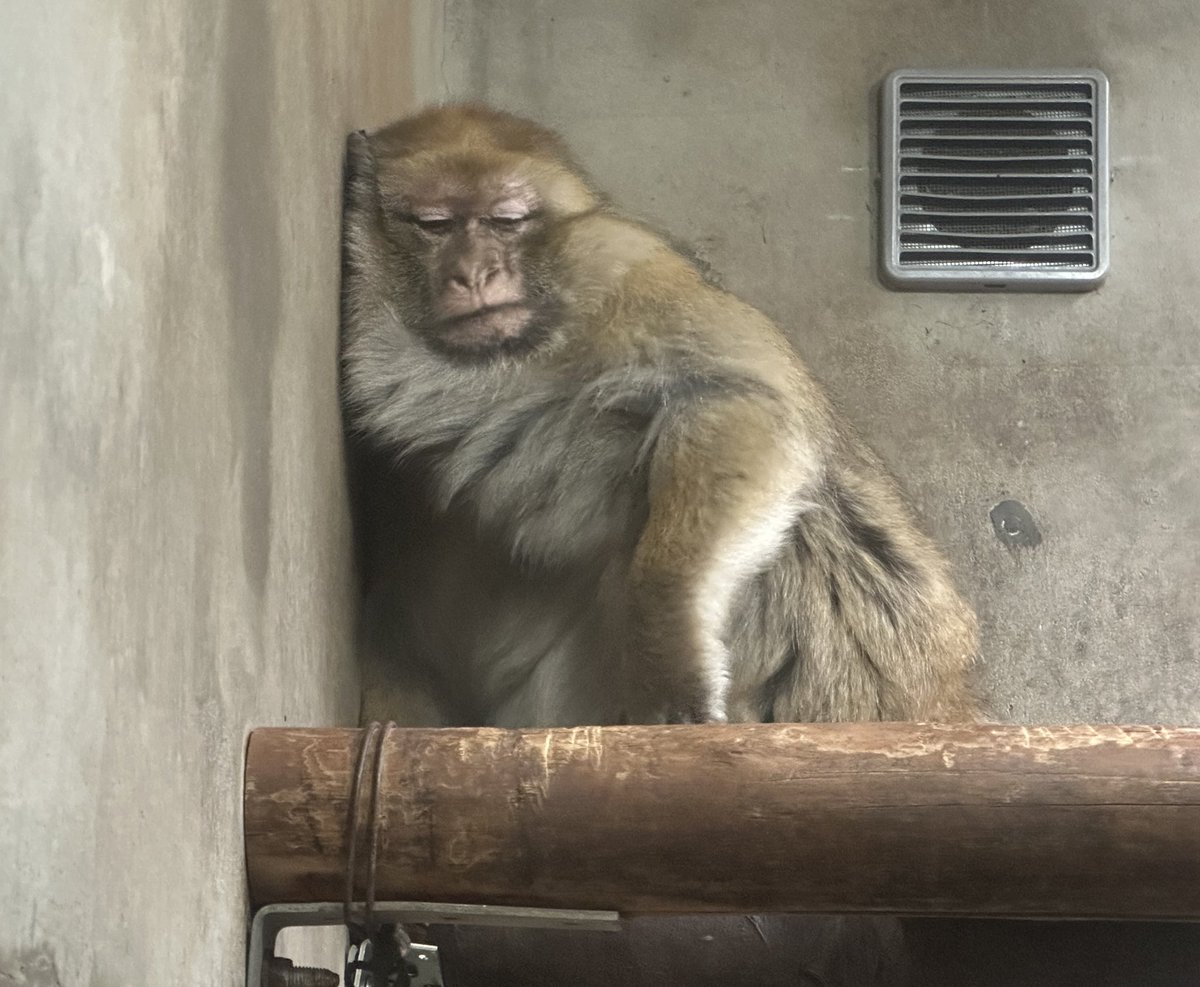 j_monkeycentre's tweet image. チャン、ザルバ様と同じ寝方だね☺️
おやすみね〜😴(浮瀬)

#バーバリーマカク #チャン