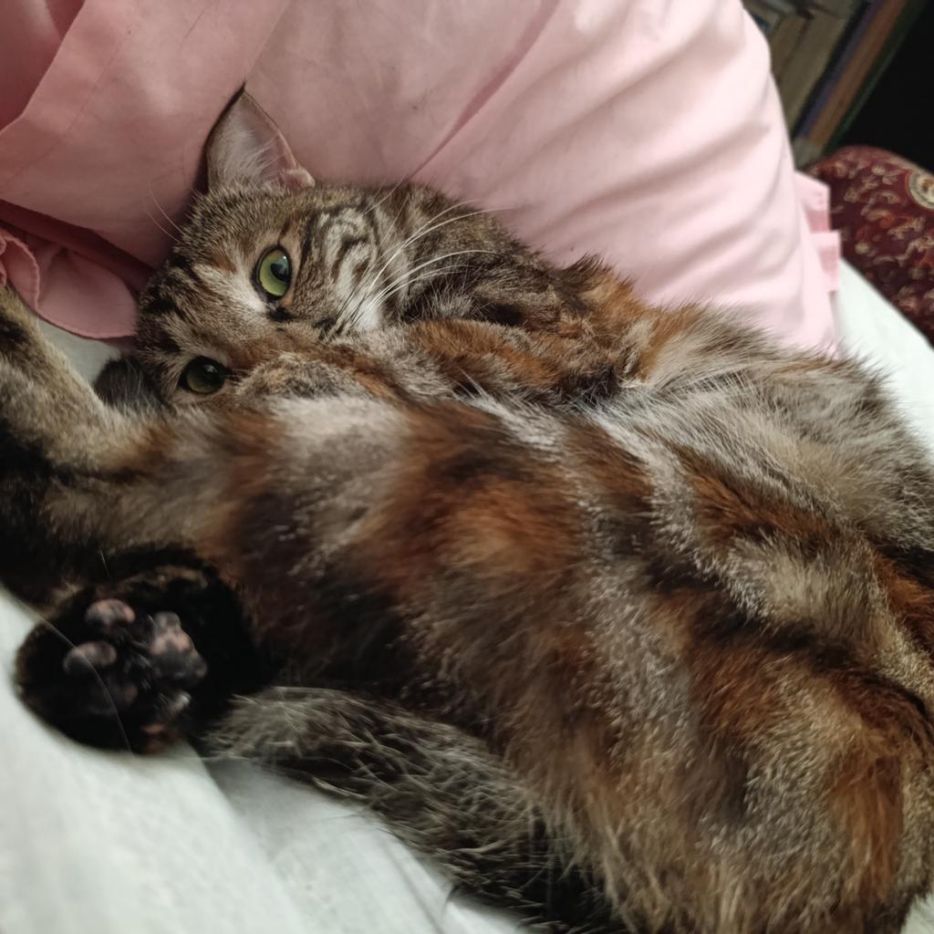 Ilan 🦭 ژن ژیان ئازادی (☭) tweet media