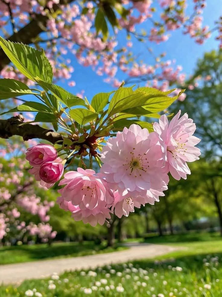 YashiAnmol49111's tweet image. गुलाबी बहार, नीला आसमान। कुदरत का सबसे हसीन तोहफा।🌸🌸
#PositiveVibes
#NaturePoetry