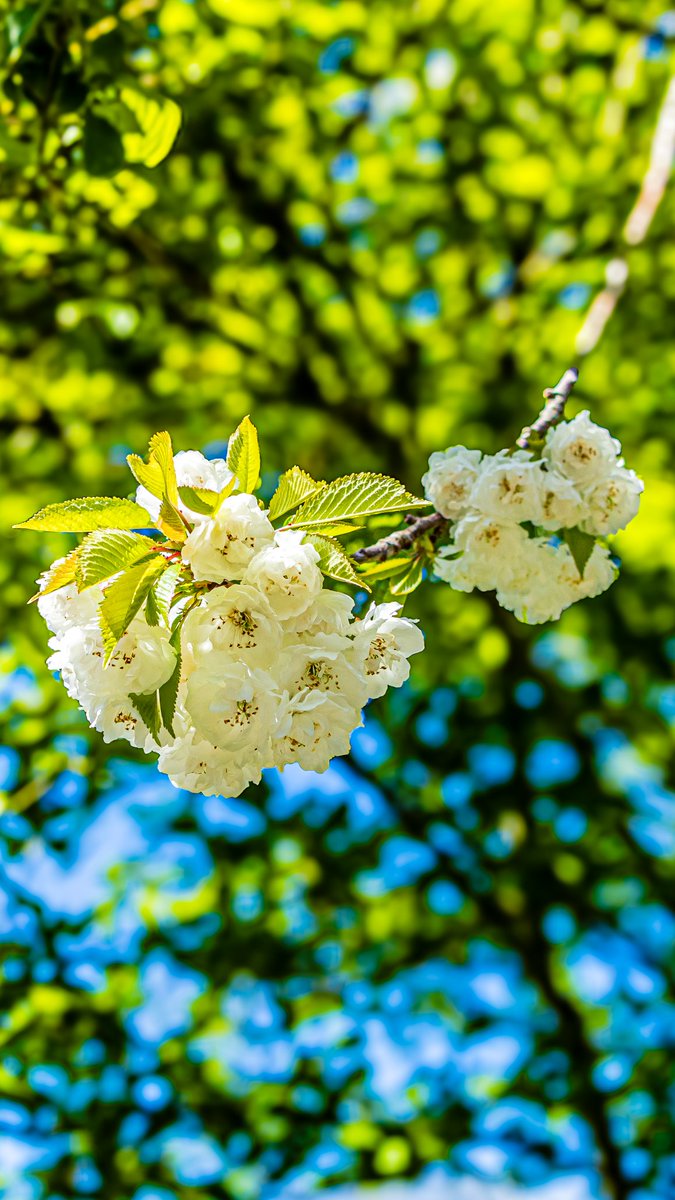 dinobreezy's tweet image. Good afternoon everyone 👋🏻 Have a lovely Wednesday with the Sakura or Japanese Cherry (Prunus Serrulata) in Dutch 🇳🇱 Japanse Sierkers or Sakura 💮

#goodafternoonX #WednesdayMotivation 
#cherryblossom #sakura #prunusserrulata #Sierkers
#nature #springfever