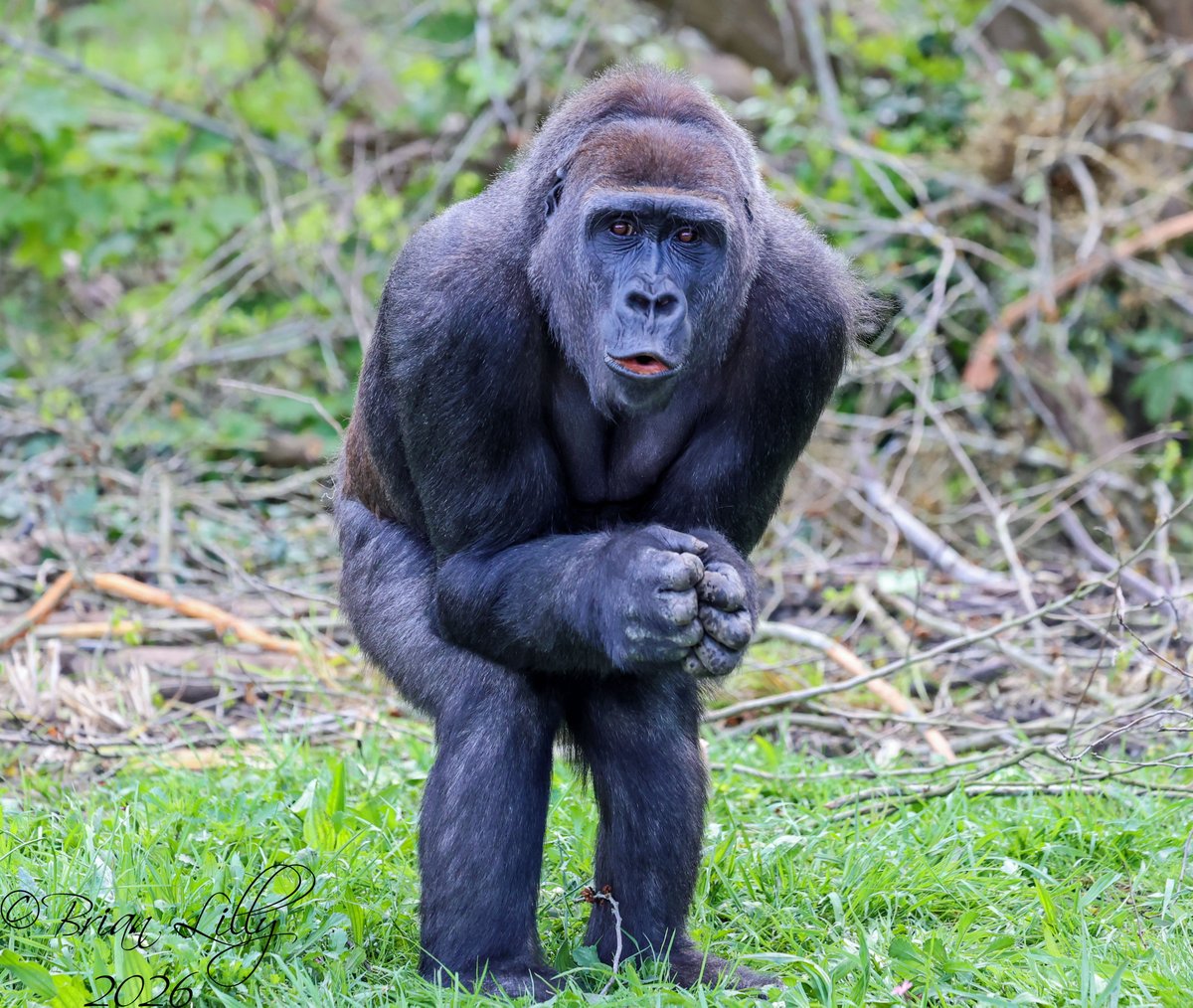 brglilly's tweet image. Happy 9th birthday to Ayana @briszooproject #gorilla #primates