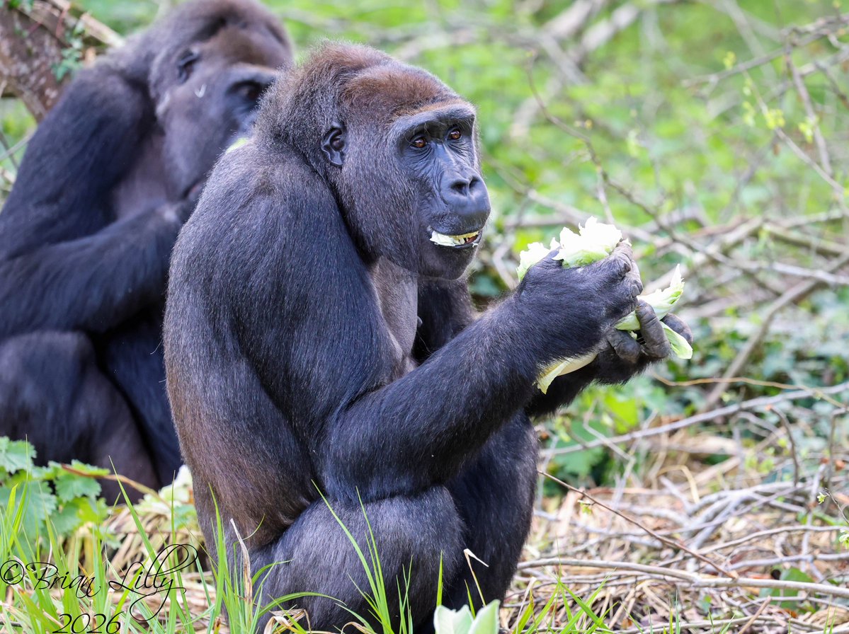 brglilly's tweet image. Happy 9th birthday to Ayana @briszooproject #gorilla #primates