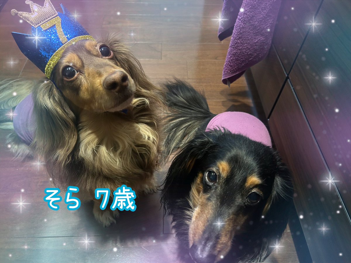 む～🫧3ﾜﾝｺの母🫧わんこのお帽子屋🧢 tweet media