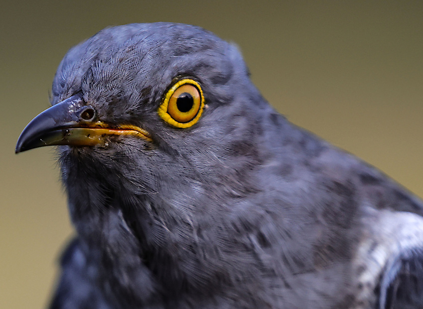 AfloatMagazine's tweet image. Cuckoo Tracked on 9,000 Km Journey From Ghana Lands In Killarney National Park afloat.ie/marine-environ… #Cuckoo #BirdMigration #WildlifeConservation #KillarneyNationalPark #NatureLovers
