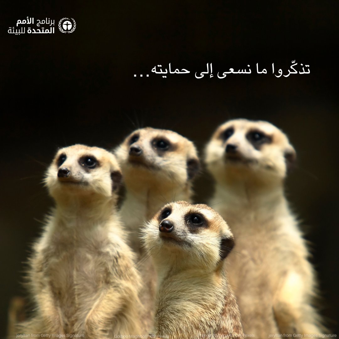 برنامج الأمم المتحدة للبيئة tweet media