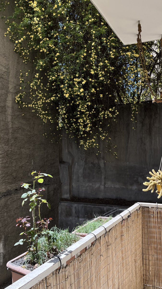 هلیا tweet media