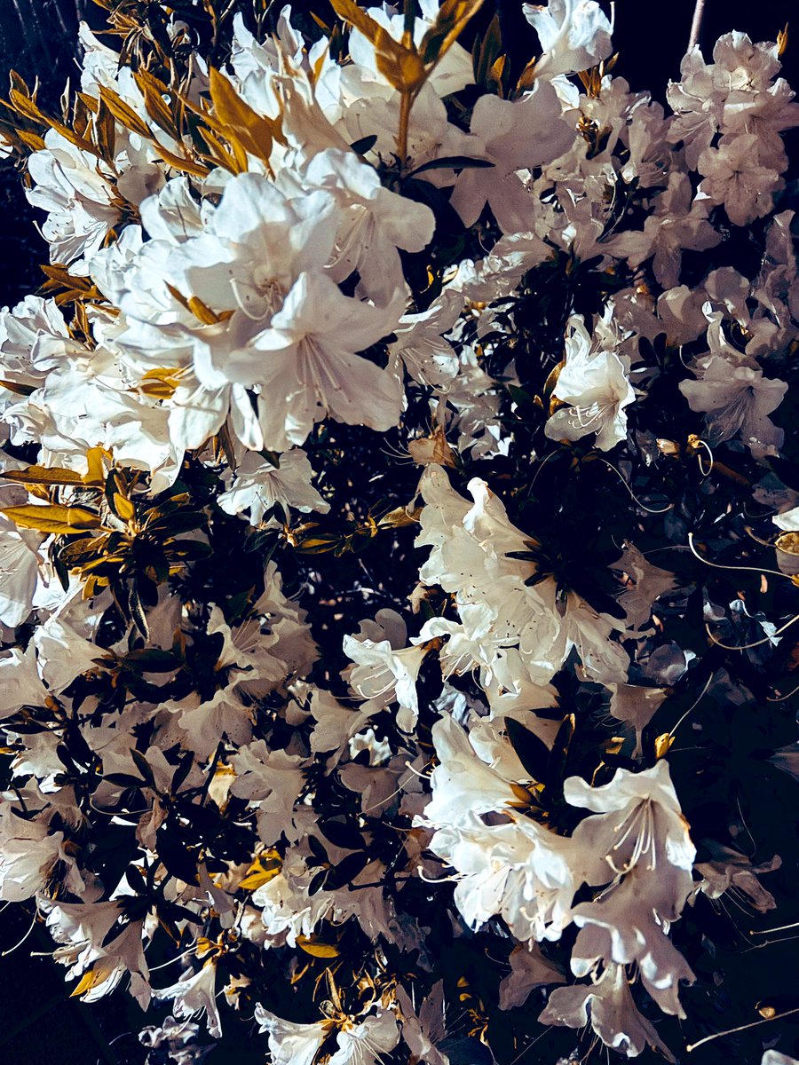 よろず tweet media