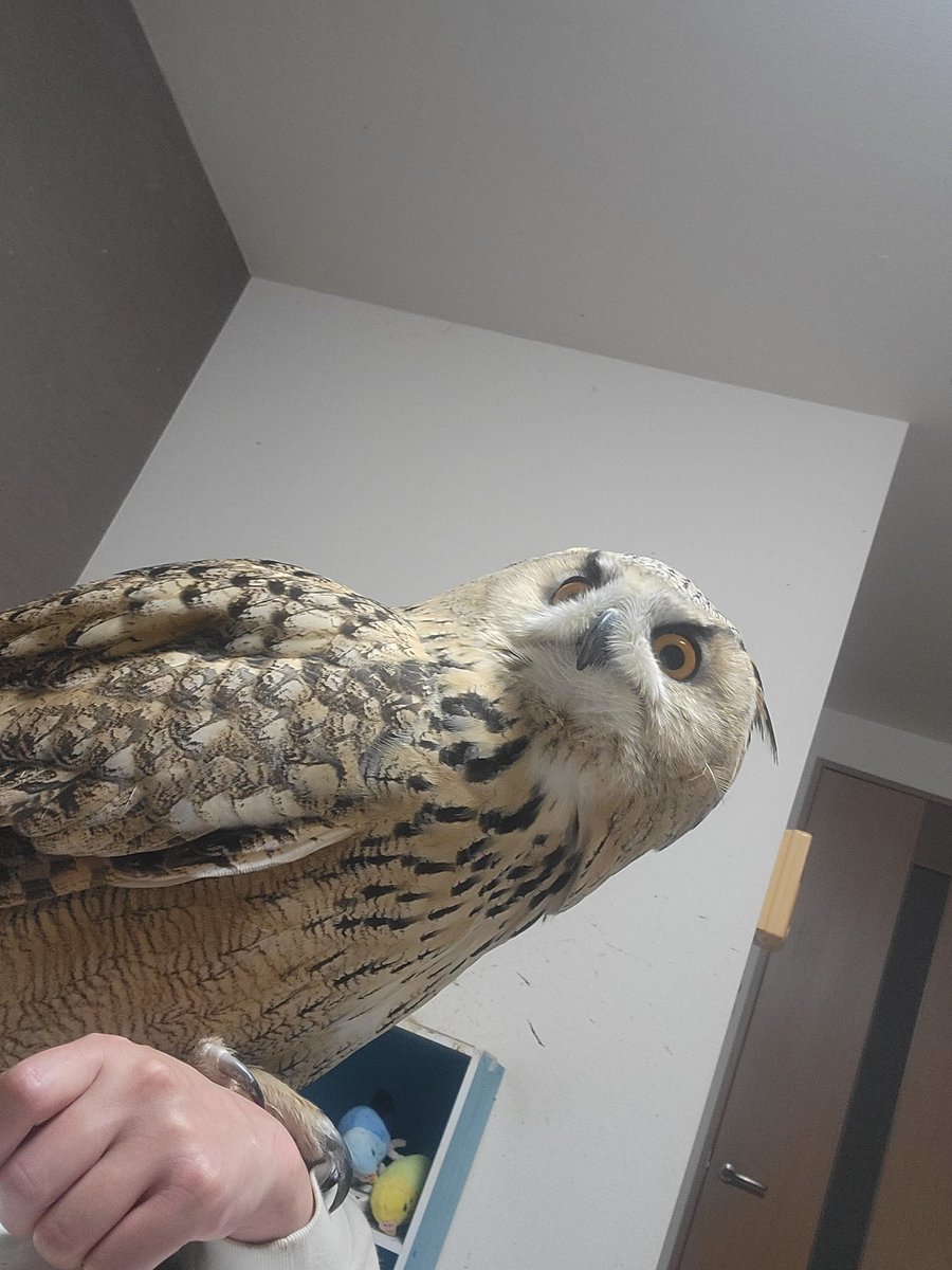 しなのーと tweet media