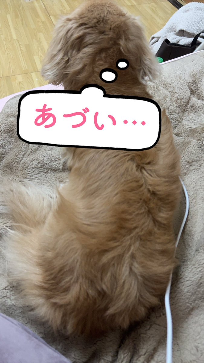 ダックス愛が止まらない婆婆 tweet media