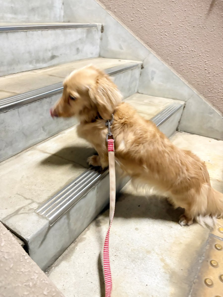 ダックス愛が止まらない婆婆 tweet media