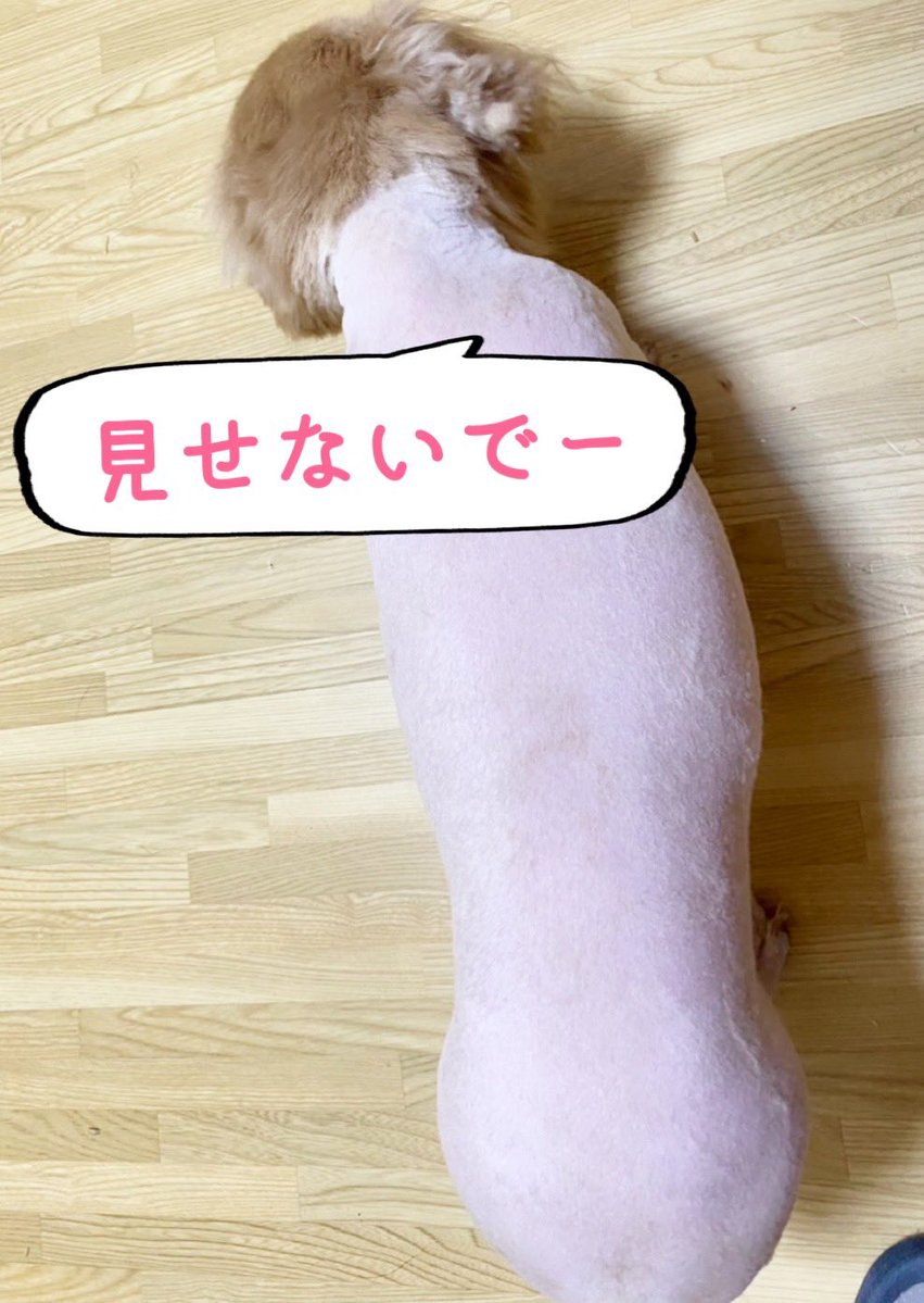 ダックス愛が止まらない婆婆 tweet media