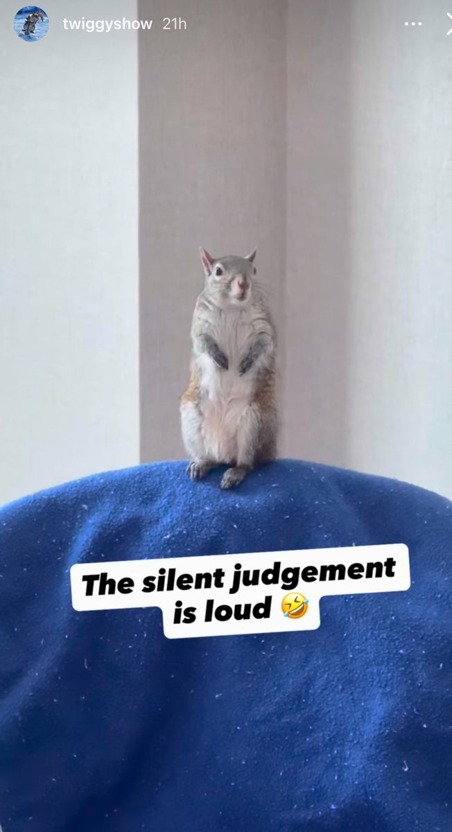 GM this squirrel sees all make sure to hold with Twiggviction 🐿️🌊🌰

#HOLD #Invincible #Wensdaymotivation #SOL