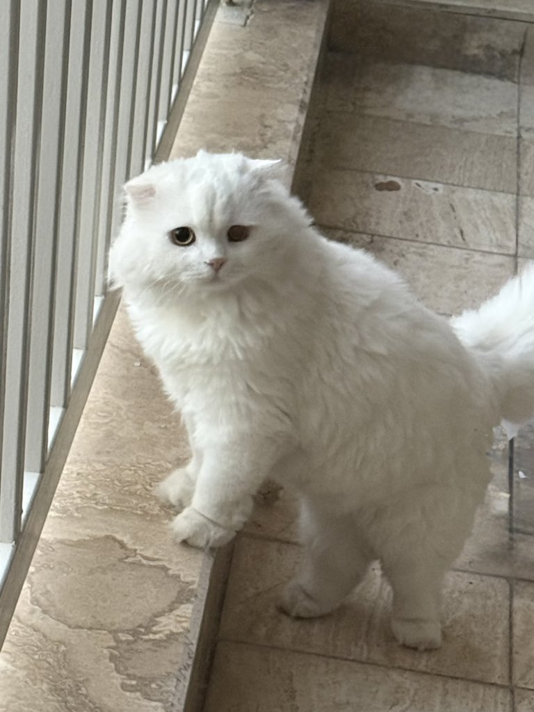 چیزِ وانیلی🖤 tweet media