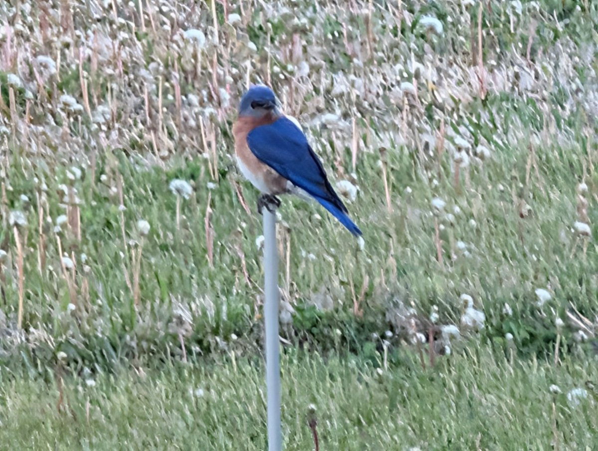 DocBohn's tweet image. Good morning

#GoodMorning #bluebird