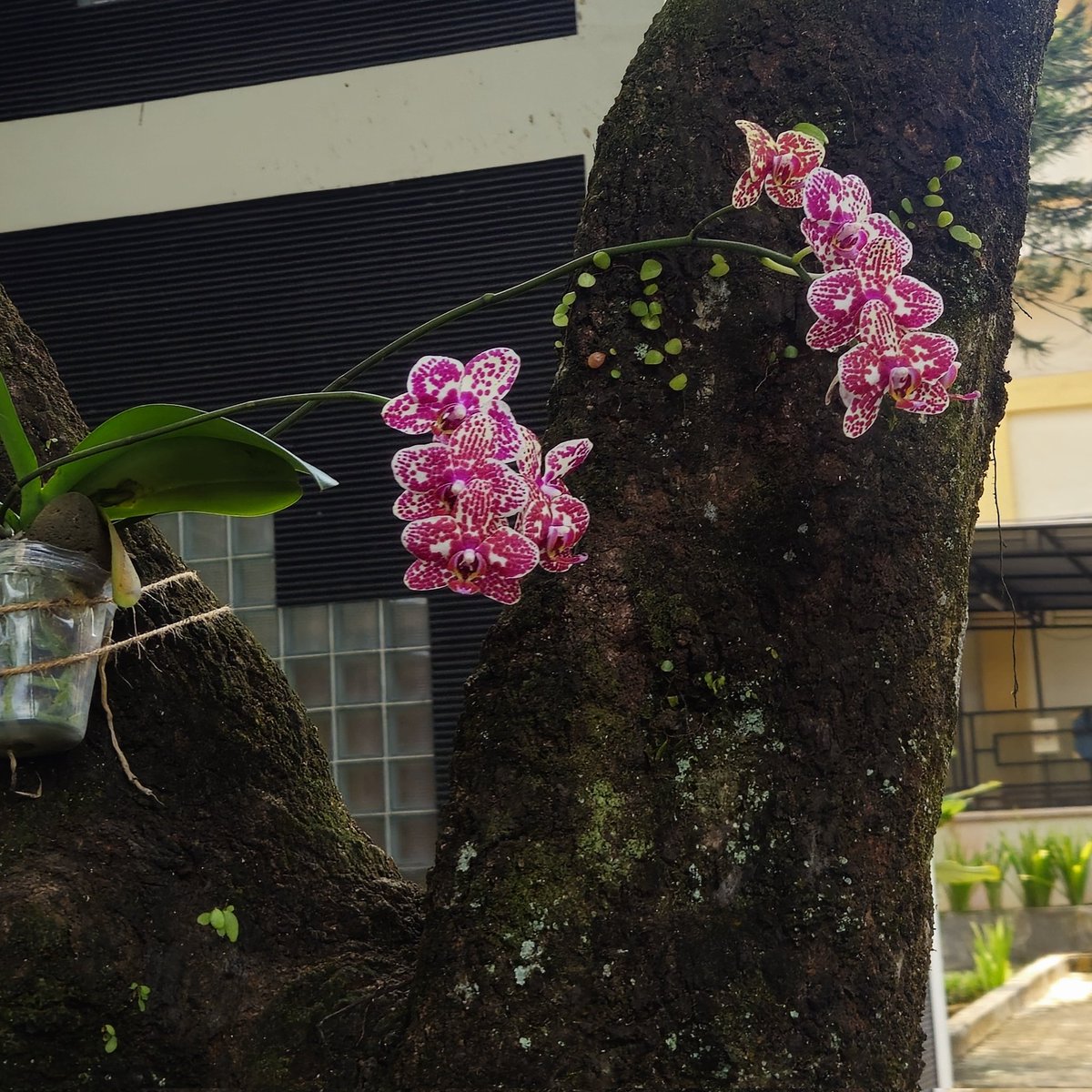 week of visibility through my whimsy