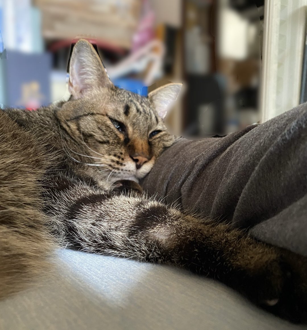 fushimishisui's tweet photo. 腕枕で寝て、落ちてるように寝て、起きた。そしてまた寝た😊可愛い
#猫 #家猫 #保護猫 #きじとら https://t.co/nkVXMIWGDJ