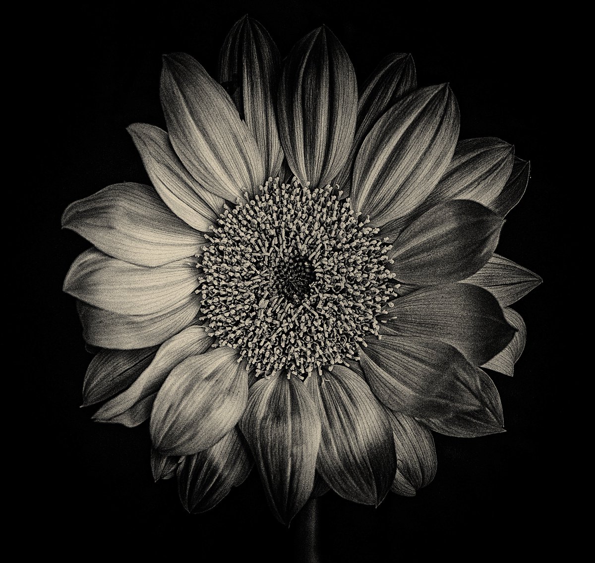 Shuichi Machimoto 町本修一。 tweet media