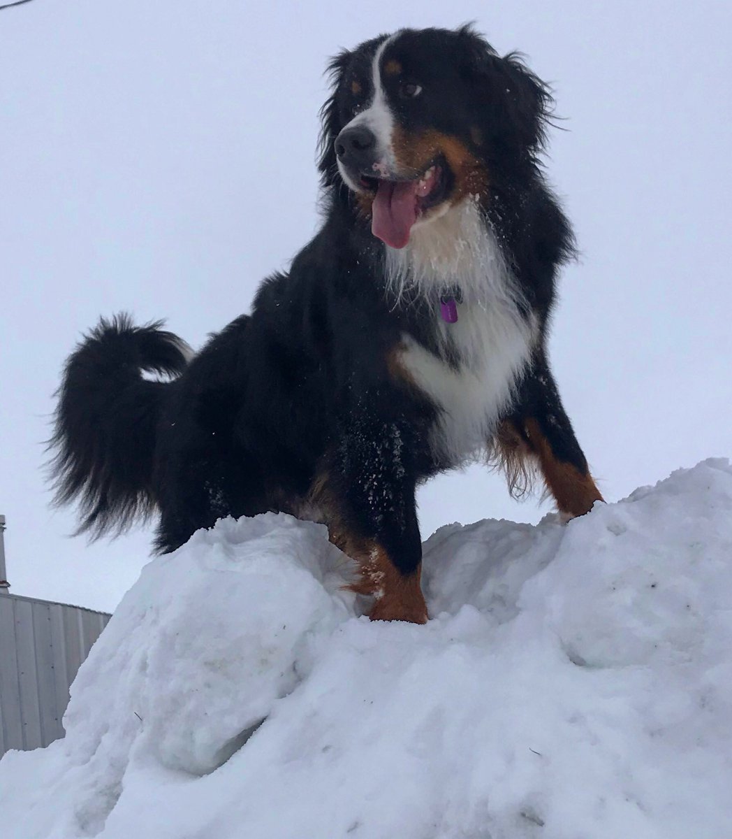 bunsenbernerbmd's tweet image. 🚨BREAKING NEWS🚨
​DOGS ARE GOOD TODAY
​
​#dogs