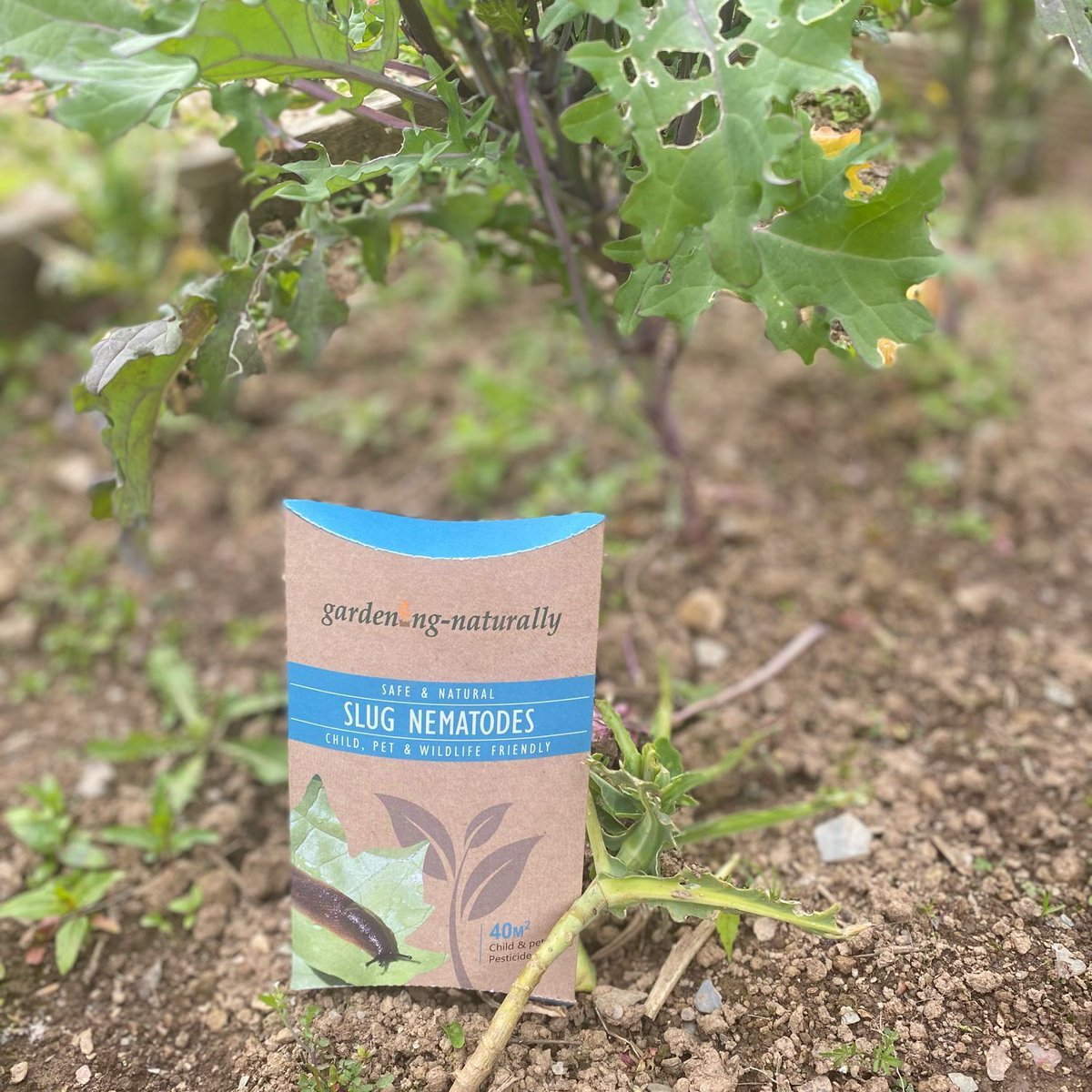 VegPlotter.com tweet media