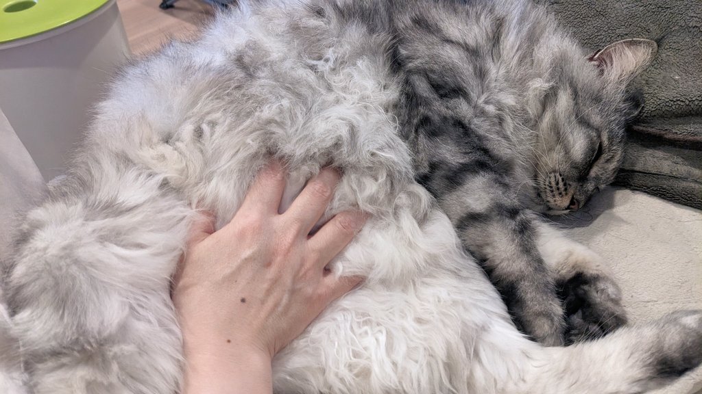 でかい猫グリグリ tweet media