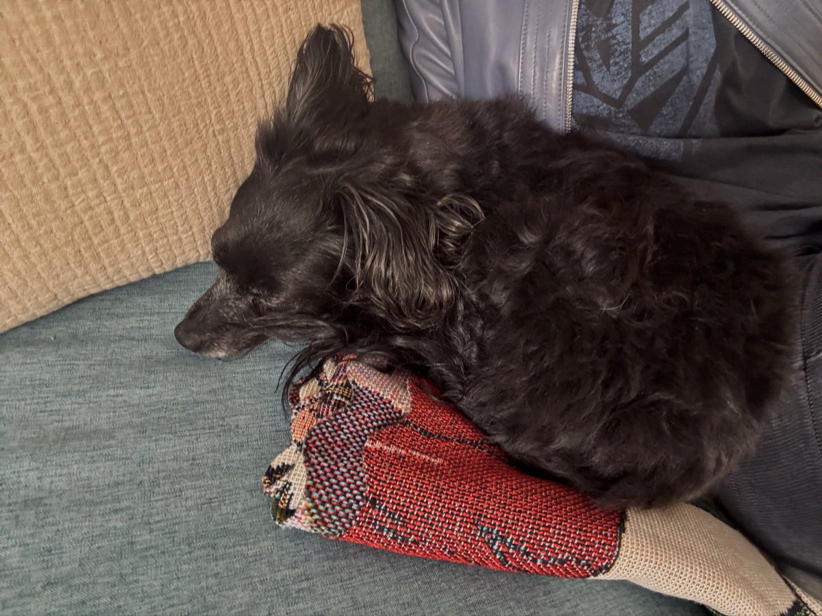 פֶּפּי tweet media