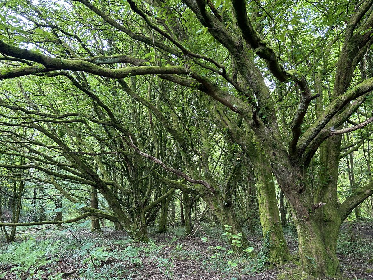 Portmann Carrick tweet media