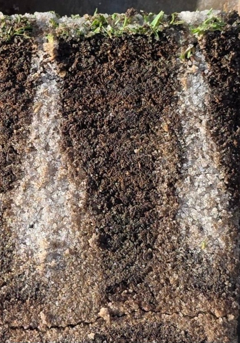 turfmonkeyboy's tweet photo. I know I am a #DATAMATTAS guy but it doesn't mean I can't be "proof is in the puddin" guy too. I went to injection over coring close to 15 years ago. The longevity of the channels is years to months over coring and injected channels with angular sand does wonders for firming the root zone and diluting the stain area where OM grows. #daFIRM