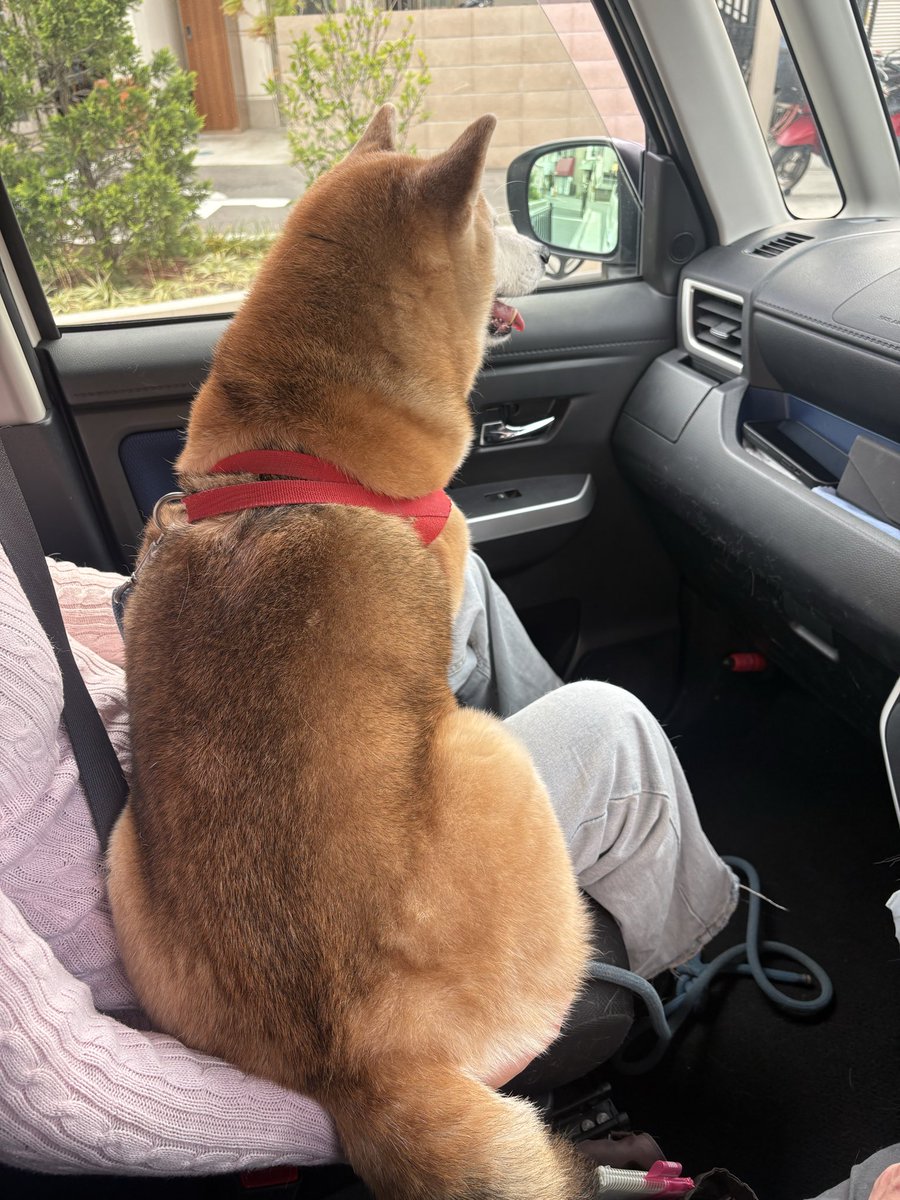 saillin29's tweet photo. つむぎ12歳、反抗期でしょうか
和犬らしく和彫りにしてきたようです

#柴犬 #柴犬のいるくらし #和彫り https://t.co/yELaK4sHsc