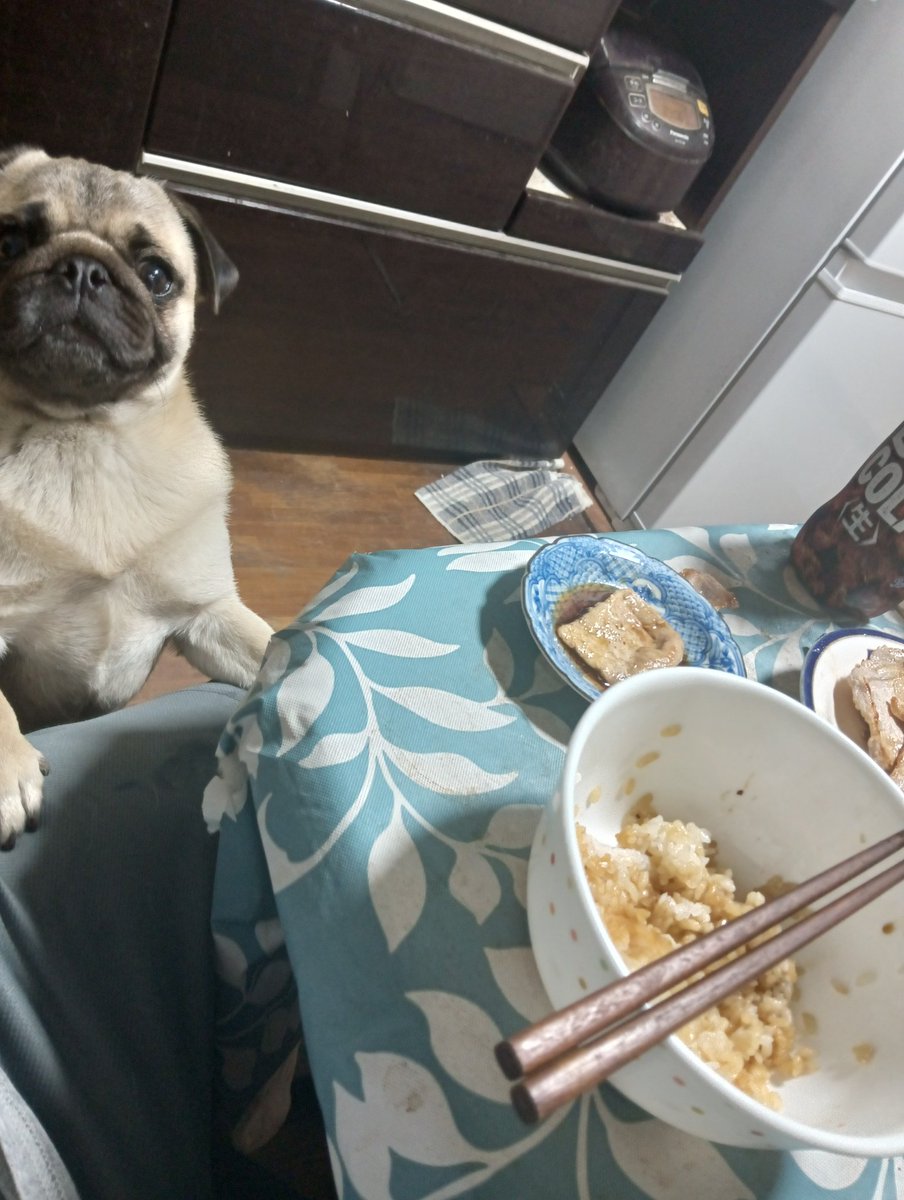 プシュッ、婆ちゃんが今日から入院だから父ちゃんがご飯作った！豚丼豚は素焼きで僕も食べた♥父ちゃんはタレつけて食べた！

#パグ