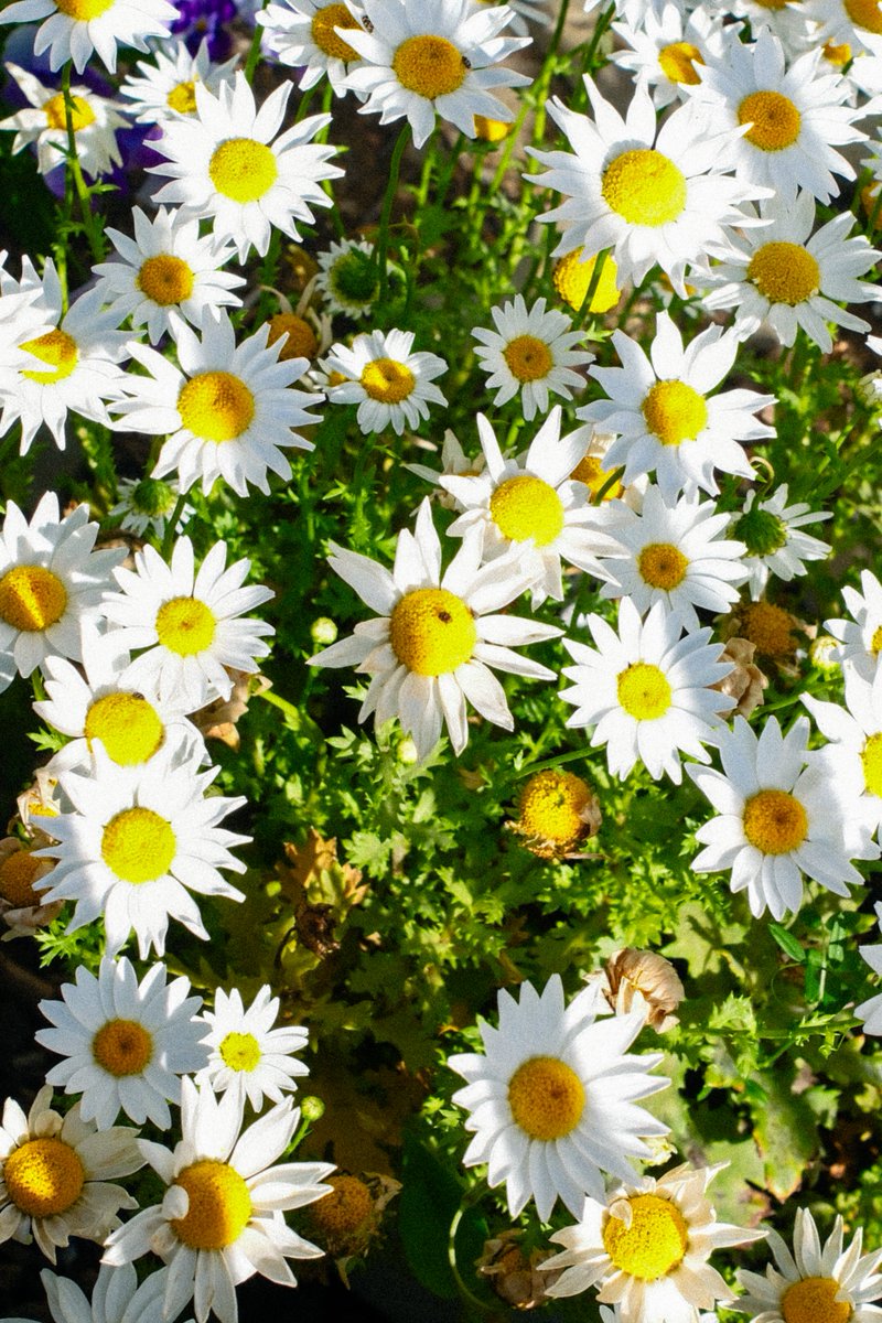 切り絵作家 大橋 忍 tweet media